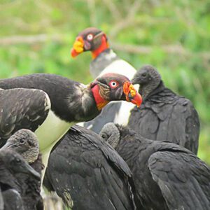 Buitre olfateando en busca de alimento