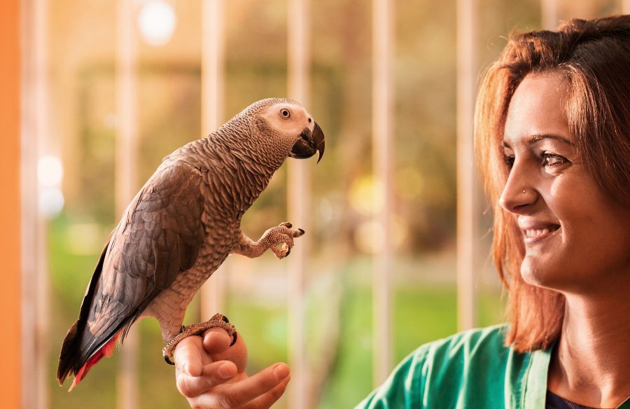 Cuánto tiempo de vida tiene un loro cabeza amarilla 1 ¿Que comen los loros 1