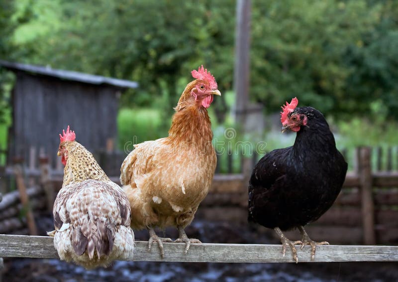 Cuánto espacio necesitan 3 gallinas 1 3 gallinas