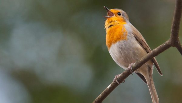 cantos aves