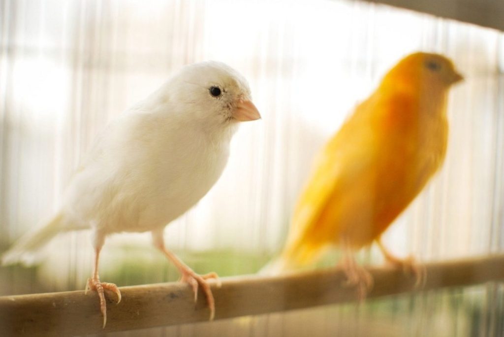 Cuándo empieza el tiempo de cría de canarios 1 cria canarios