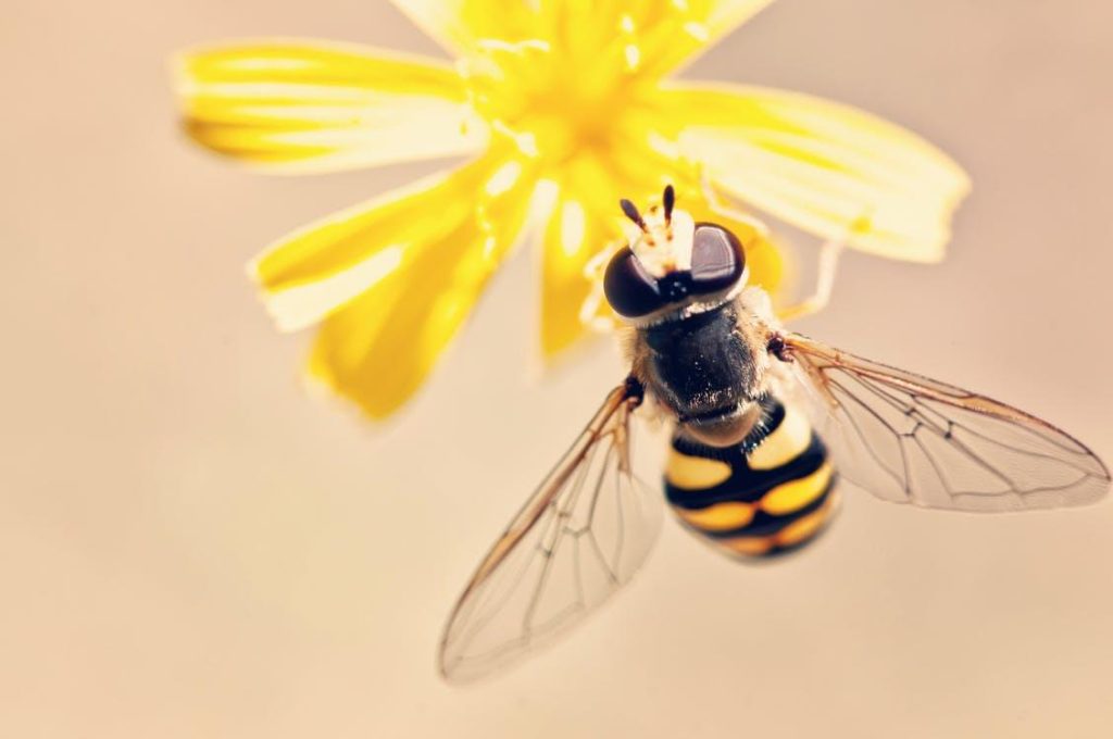 Qué mensaje espiritual tienen las abejas 1 espiritual abejas