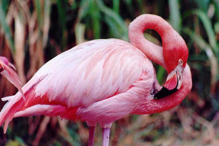 Qué necesita para vivir el flamenco rosa Wikipedia 1 flamencos rosas