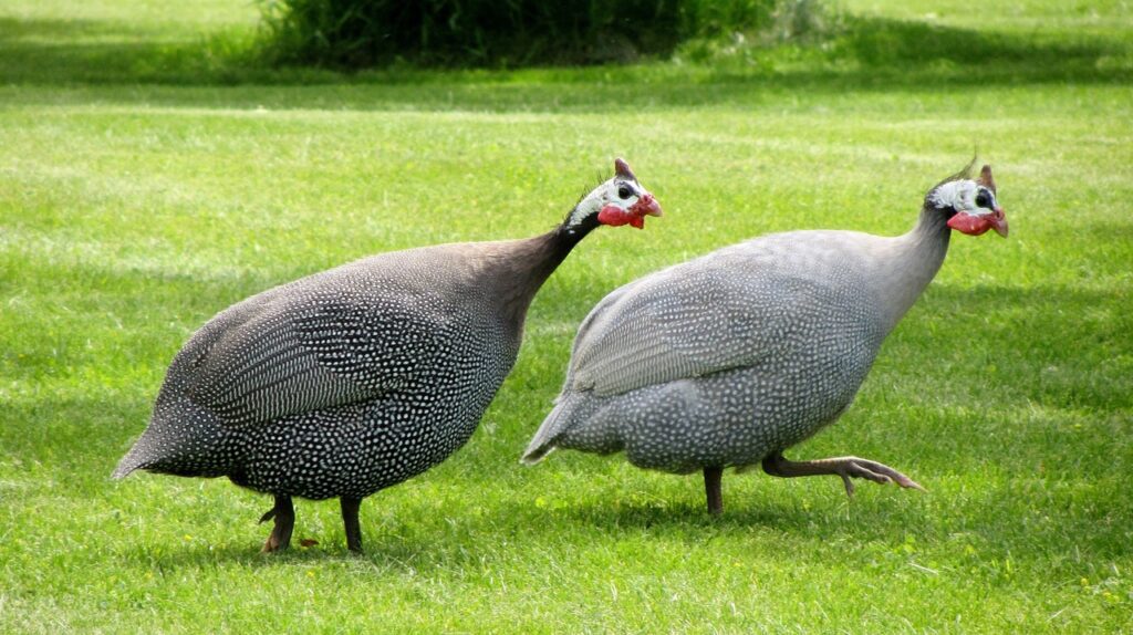 Cuántos años vive una gallina de Guinea 1 gallinas guinea