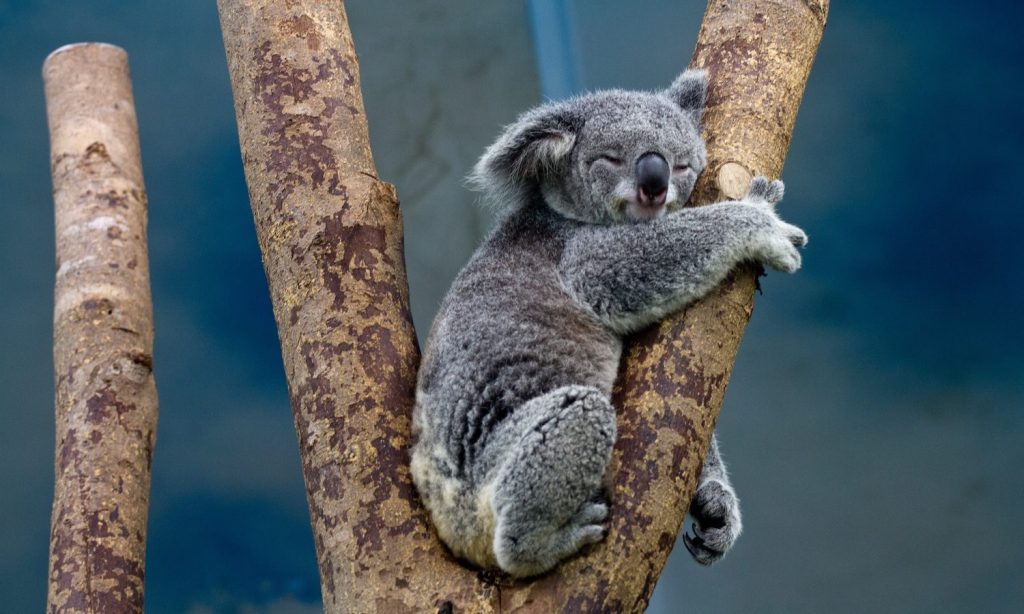 Por qué el koala duerme mucho: Misterios del marsupial revelados 1 los koalas