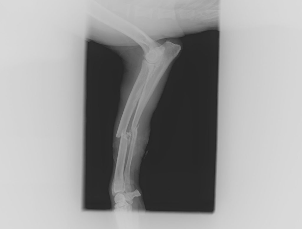 Cómo saber si mi gato se ha roto una pata 1 pata rota