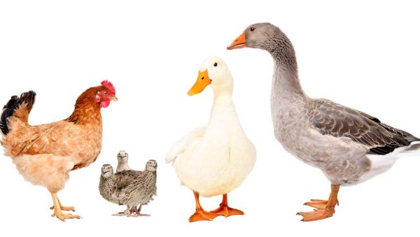 patos gallinas