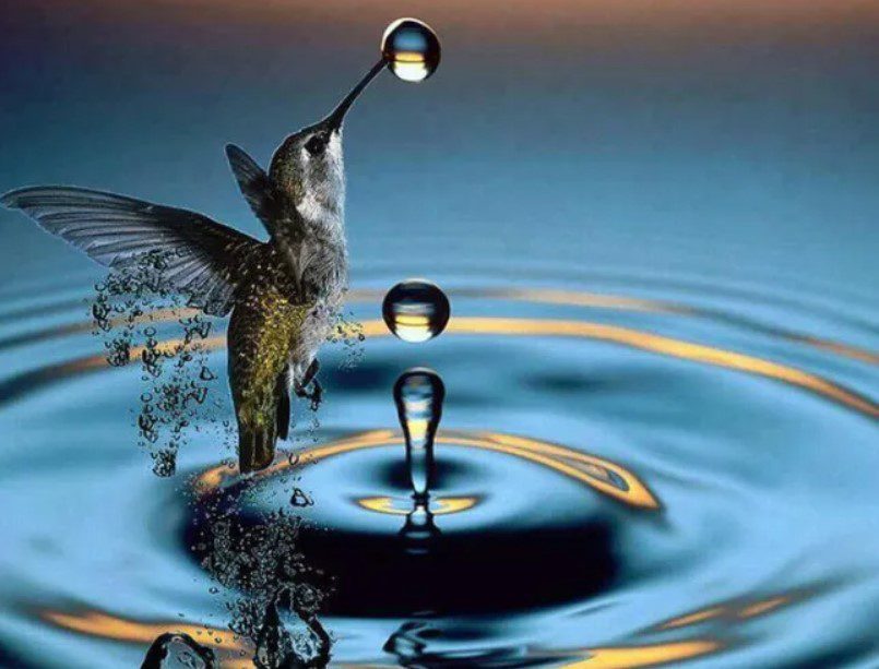 Que se le pone al agua para los colibríes 1 agua colibries