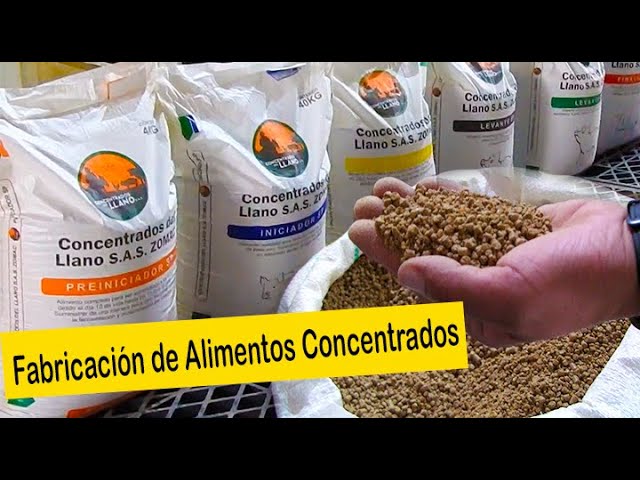 Qué cantidad de purina se come una gallina ponedora 1 alimento concentrado