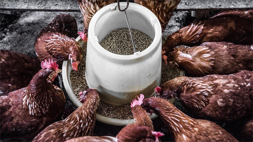 Qué pasa si un perro come alimento para gallinas 1 alimento gallinas