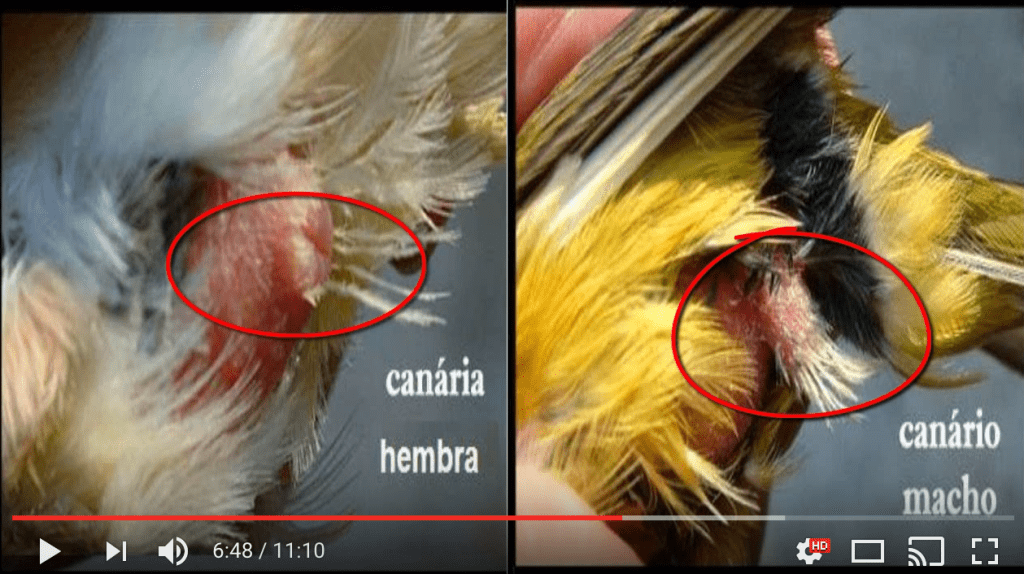 Qué nombre ponerle a un canario macho 1 canario macho