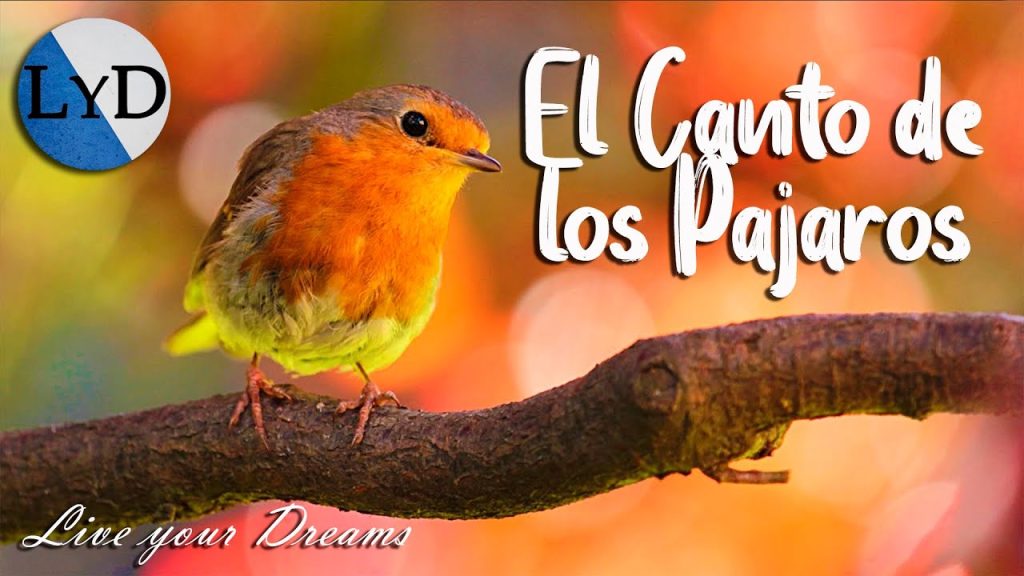 Qué significa escuchar cantos de pájaros 1 cantos pajaros