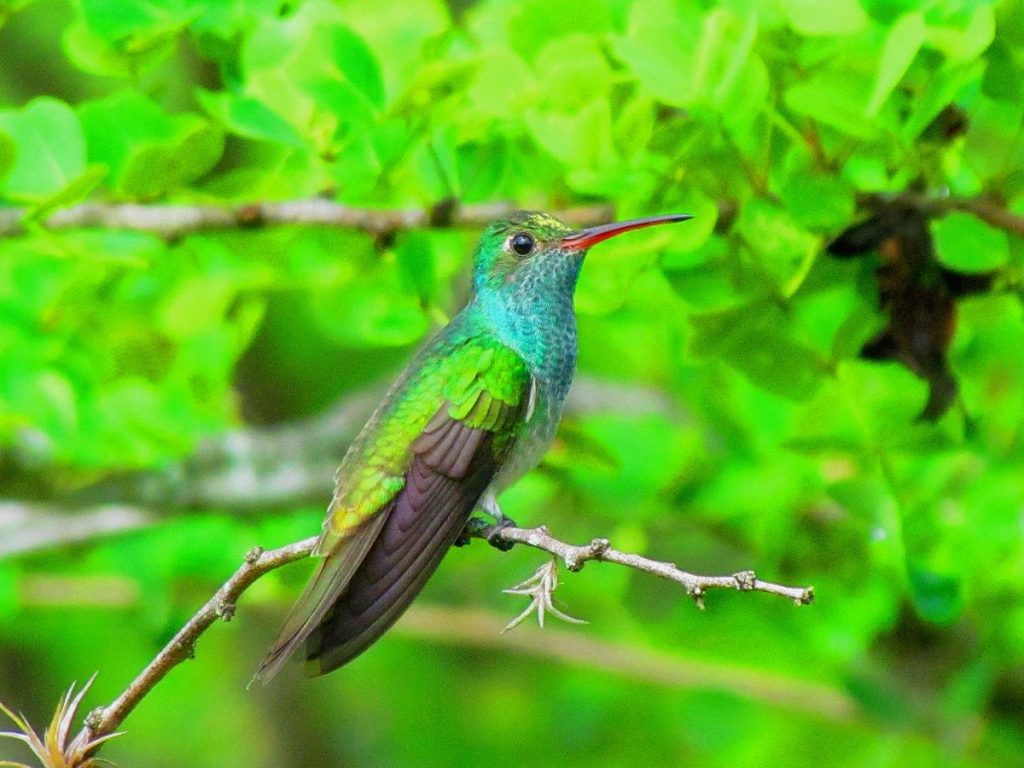 Cuál es el ciclo de vida del colibrí esmeralda 1 colibri esmeralda