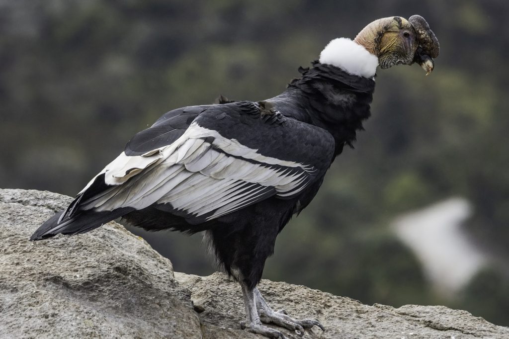 Qué tan alto vuela el cóndor de los Andes 1 condor andes