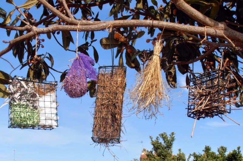 Qué aves construyen nidos: Descubre sus técnicas 1 construir nidos