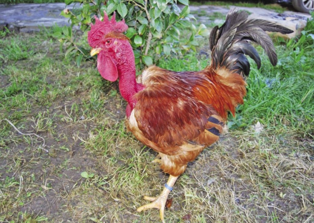 Cuántos huevos pone una gallina de cuello pelado 1 cuello pelado