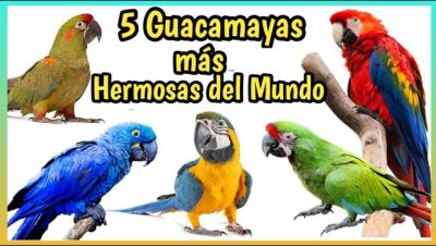 especies guacamayas