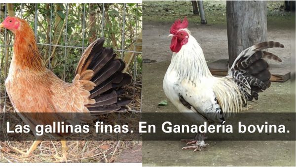 Cómo saber elegir una buena gallina fina