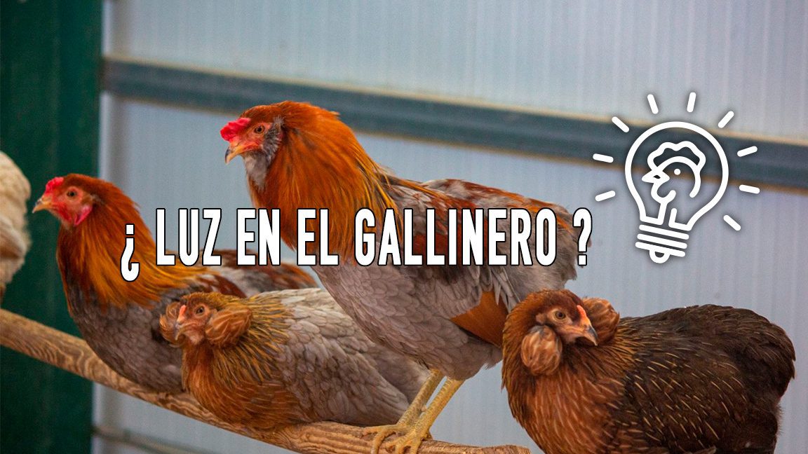 Cómo incubar un huevo de gallina sin luz