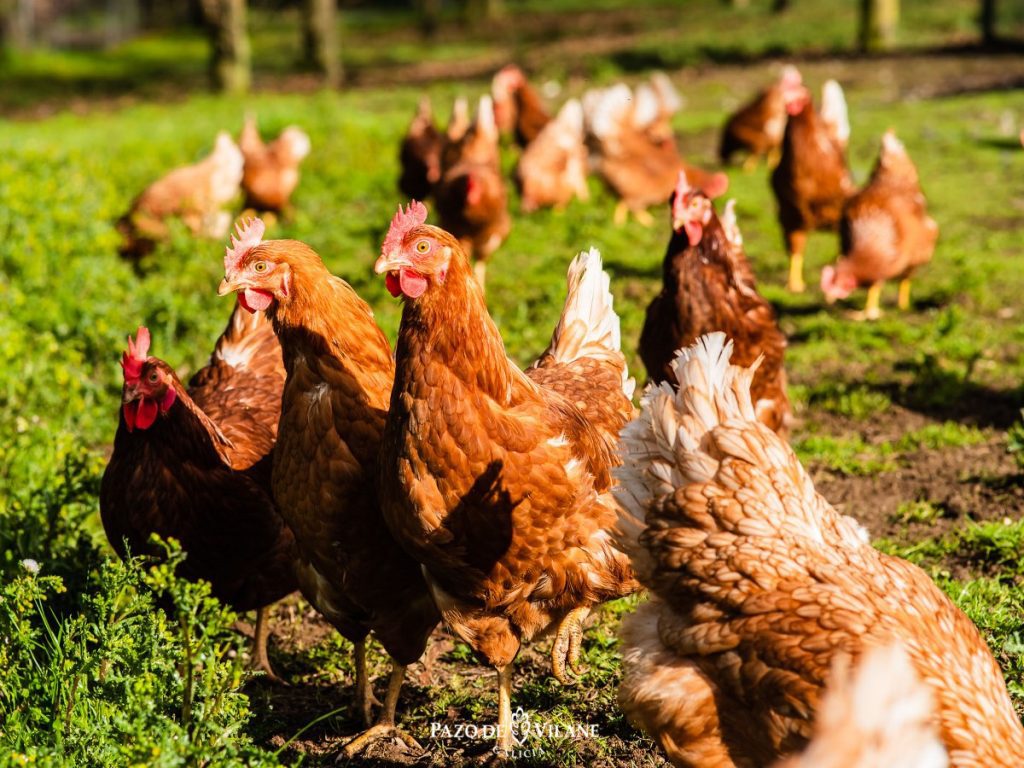 Cómo saber cuál es la gallina ponedora 1 gallina ponedora