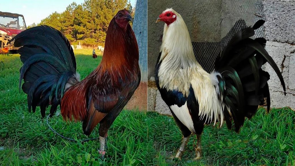 Gallos Giros: Qué Alimentación Prefieren