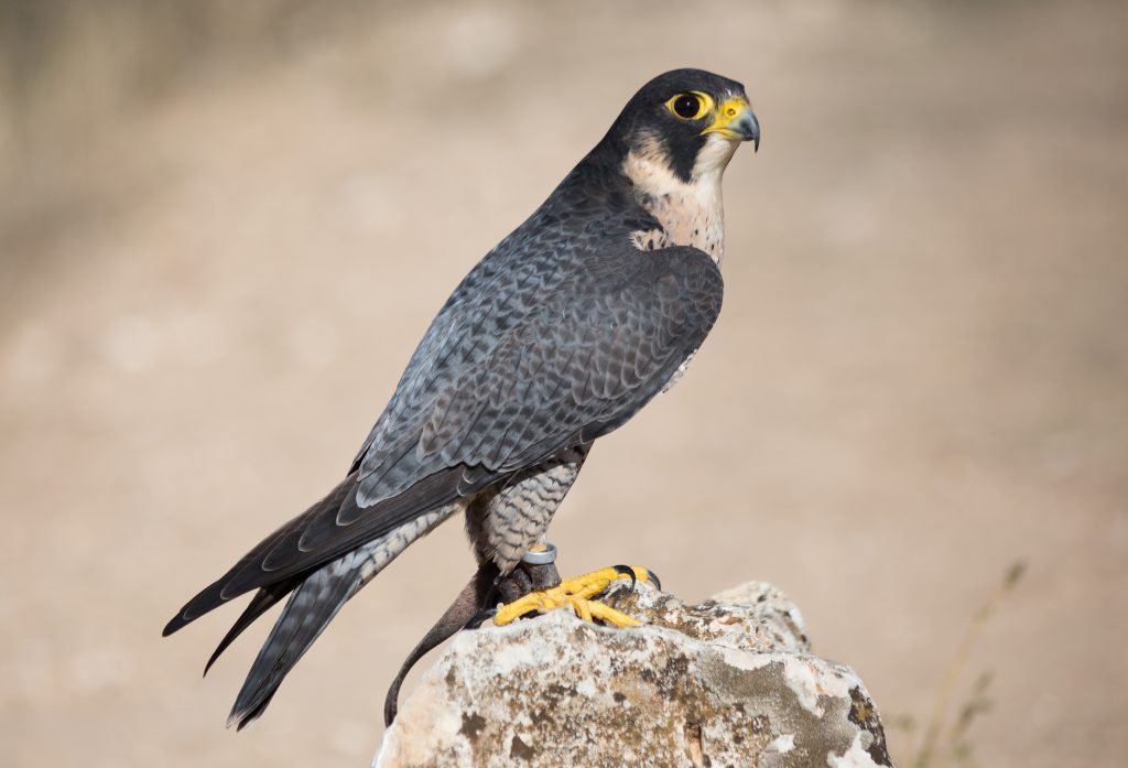 Cuál es el ser vivo más rápido del mundo 1 halcon peregrino 1