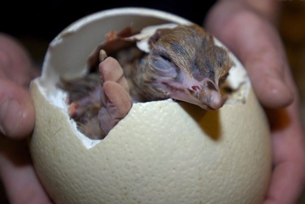 Cuántos huevos de gallina equivale un huevo de avestruz 1 huevo avestruz