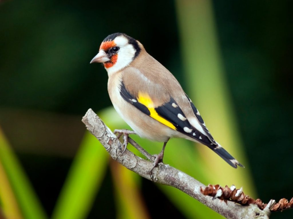 Qué hay que hacer para que canten los jilgueros 1 jilgueros aves