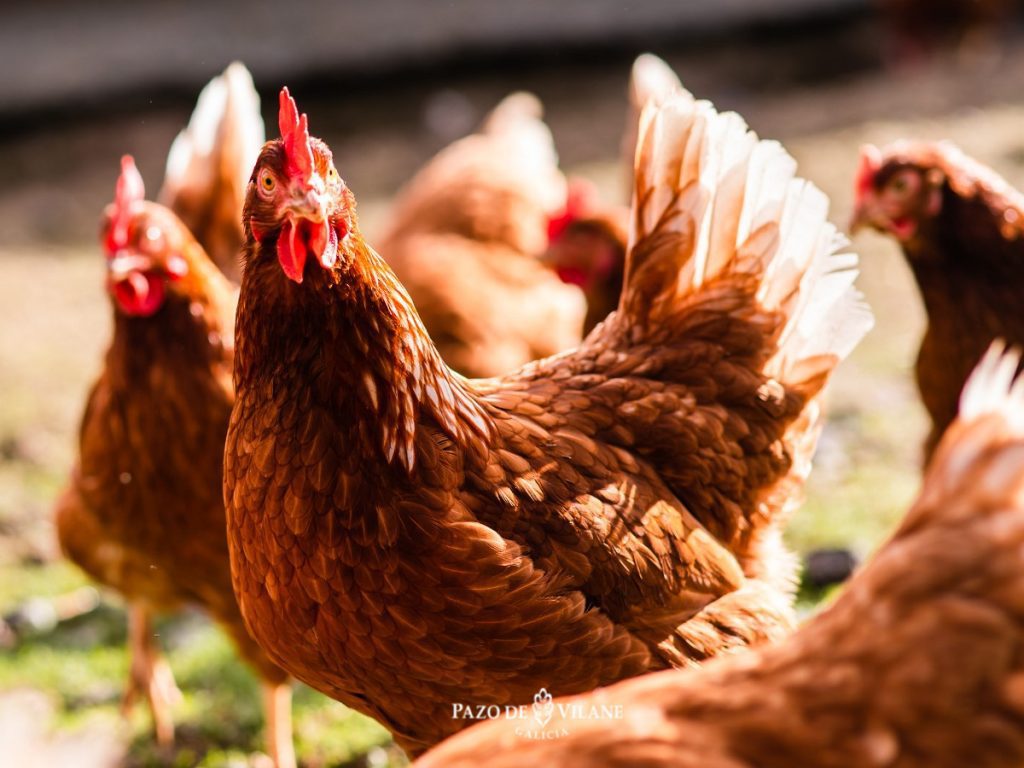 Gallinas: Qué cosas hacen en su día a día 1 las gallinas