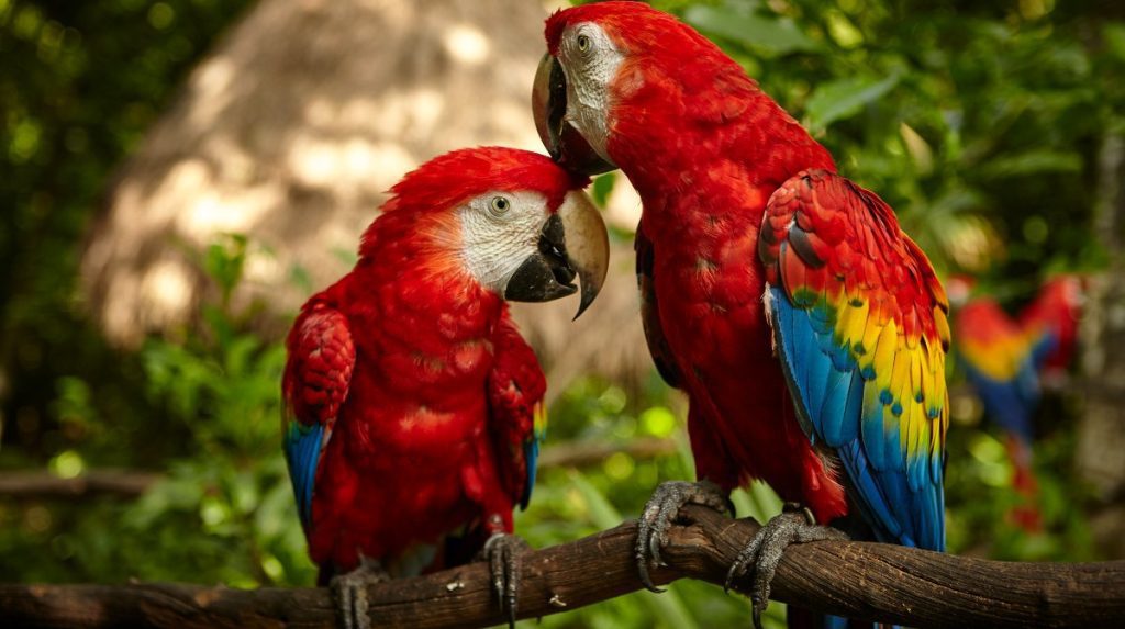 Cuánto cuesta una guacamaya en pesos mexicanos 1 las guacamayas