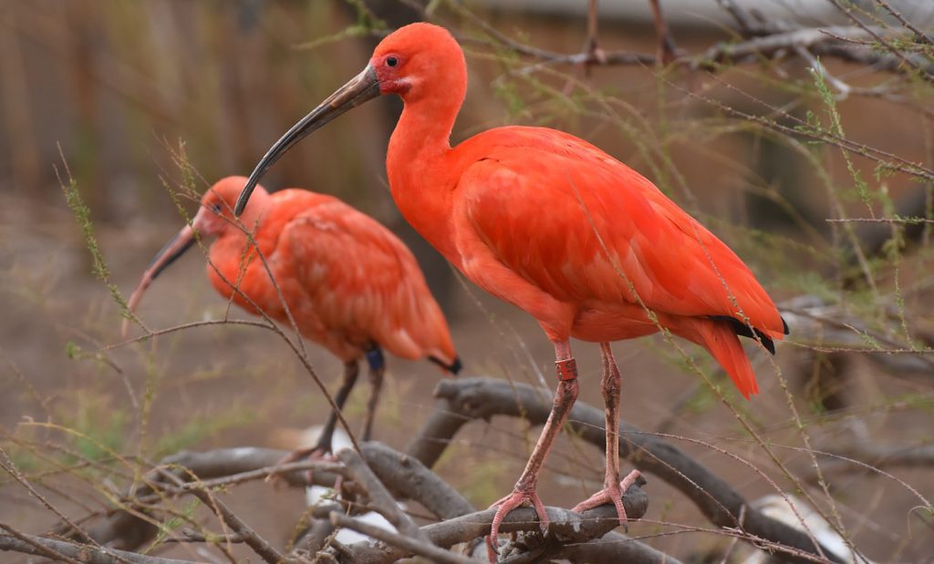 Ibis: Qué comen estos peculiares pájaros 1 los ibis