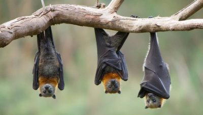 los murcielagos 3