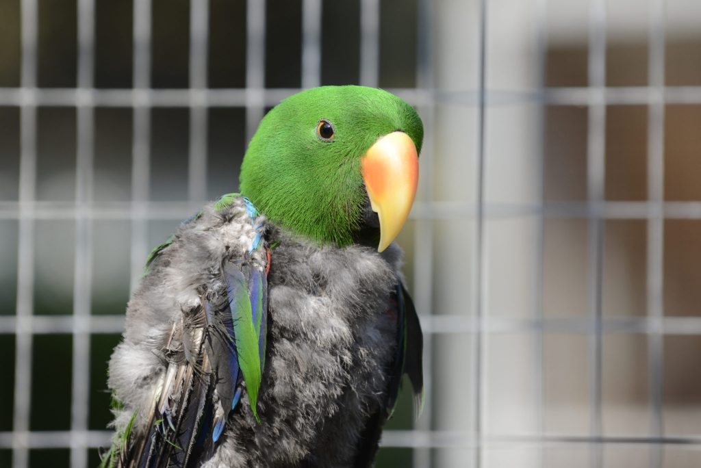 Cuántas veces cambia de pluma un pollo 1 muda plumas