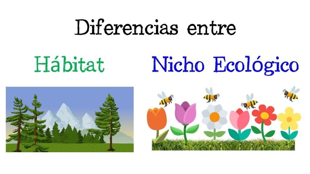 Qué es el hábitat y el nicho ecológico 1 nicho ecologico