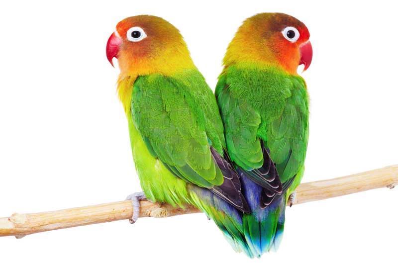 Cuánto tiempo tardan en nacer los huevos de los pajaritos del amor 1 pajaritos amor 1
