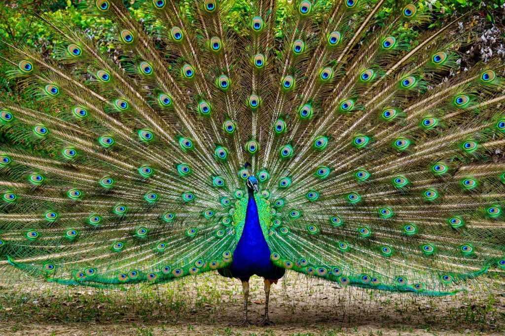 Dónde se encuentra el pavo real rojo 1 pavo real 3