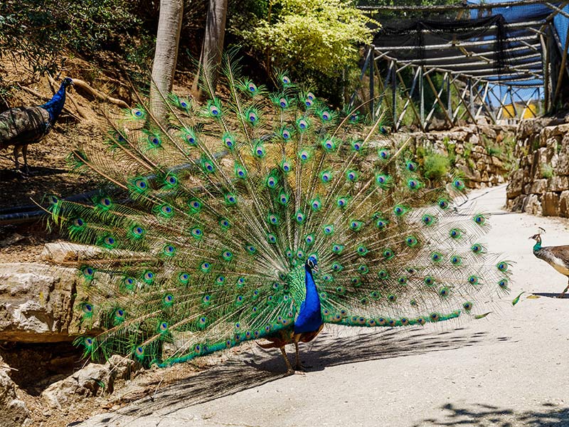 Cuántas plumas tiene un pavo real macho 1 pavo real 5