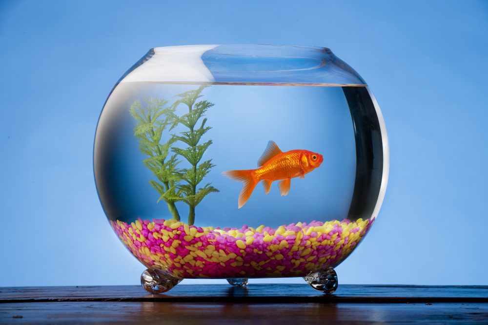 Qué tipo de peces puedo tener en mi pecera 1 peces agua
