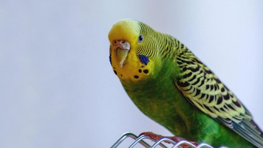 Por qué la periquita hembra le pega al macho 1 periquita hembra