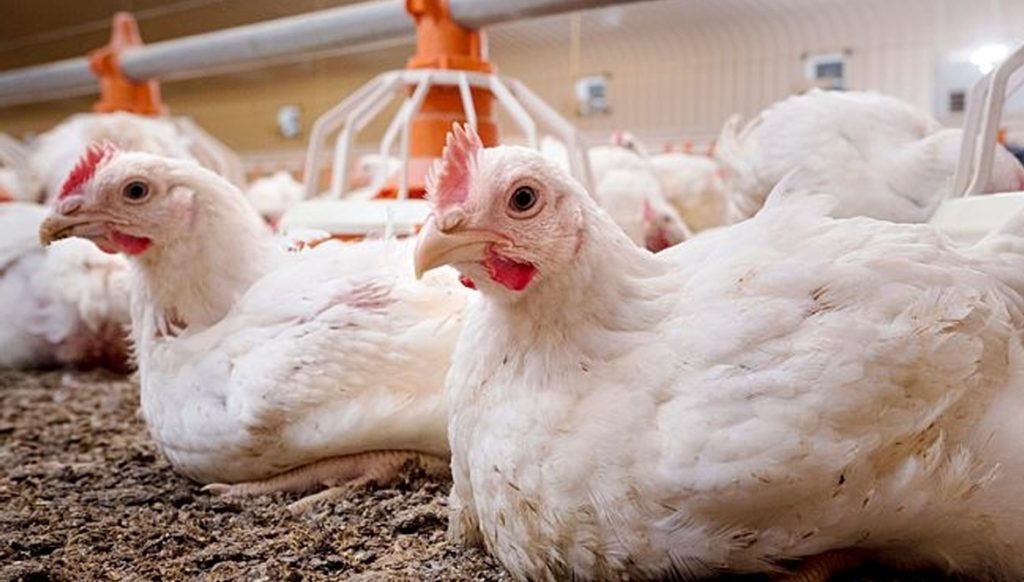 Como debe ser la cama de los pollos de engorde 1 pollos engorde 3