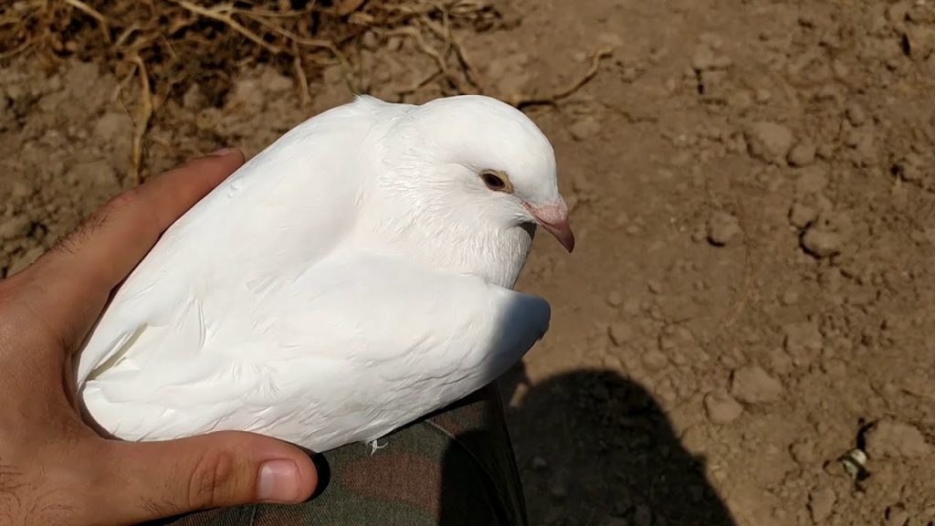 Cuánto tiempo puede estar sin comer una paloma 1 si paloma