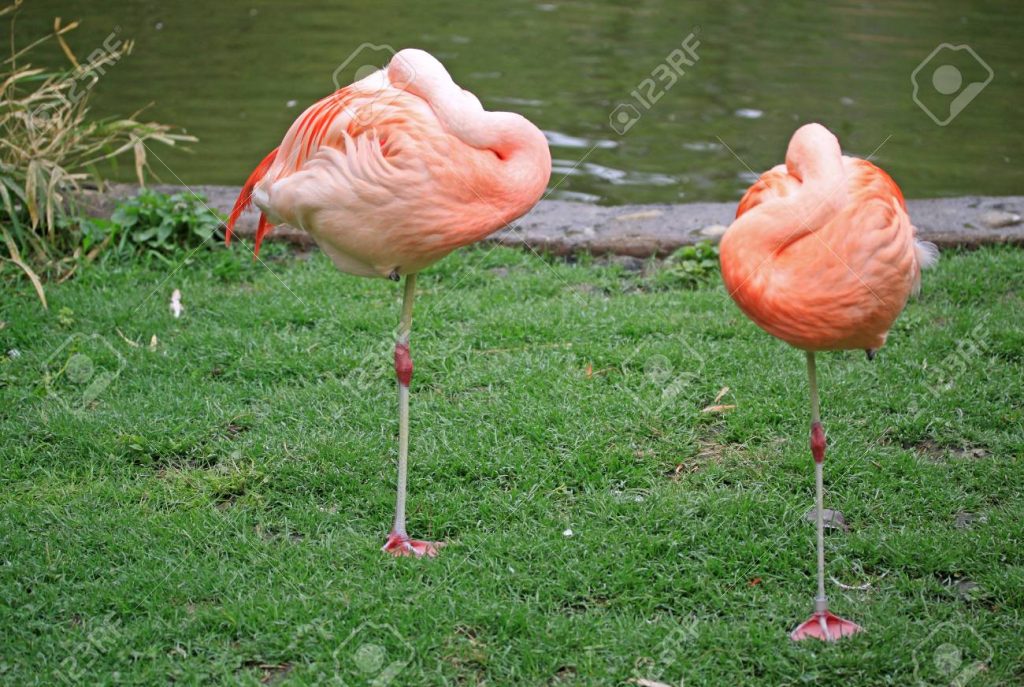 Cuando duermen los flamencos: Misterios de la naturaleza 1 sueno flamencos